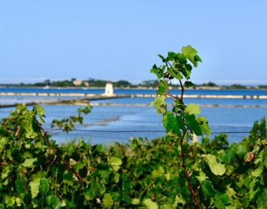 ”Trame di Vino”: il 5 e 6 giugno lo Stagnone si racconta nel calice