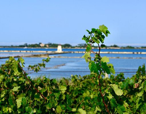 ”Trame di Vino”: il 5 e 6 giugno lo Stagnone si racconta nel calice