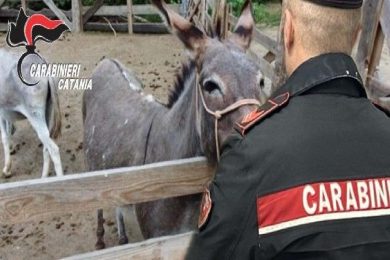 Asinelli ritrovati nelle campagne del Catanese, due denunce per furto