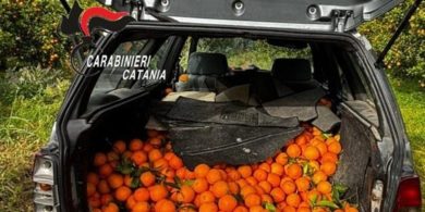Rubano 500 kg di arance con la tecnica delle “cammisedde”: tre arresti a Mineo