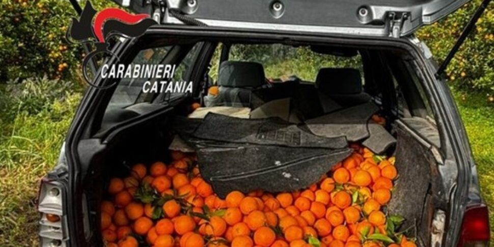 Rubano 500 kg di arance con la tecnica delle “cammisedde”: tre arresti a Mineo