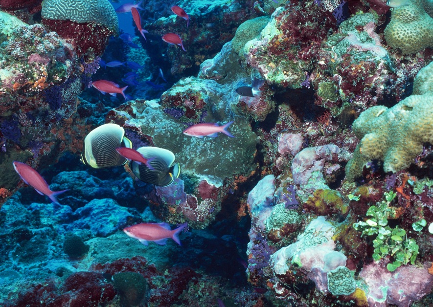 Coste siciliane, undici “alieni” nuotano nel Mar mediterraneo: ecco quali Coste siciliane, undici “alieni” nuotano nel Mar mediterraneo: ecco quali