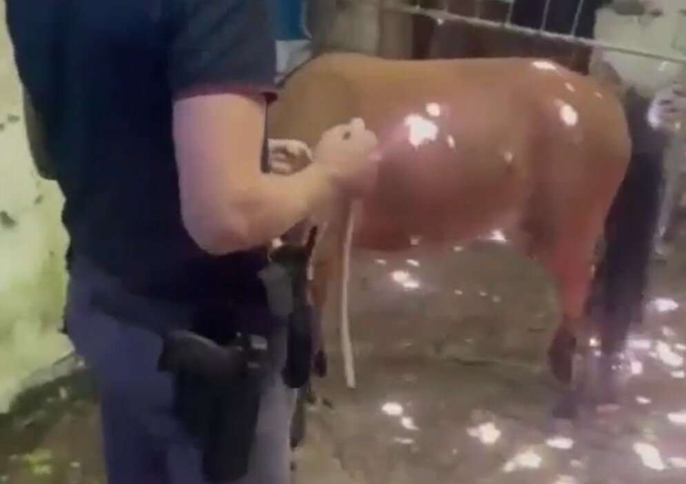 Folli corse clandestine, salvati tre pony a Catania: erano rinchiusi al buio e tra i rifiuti Folli corse clandestine, salvati tre pony a Catania: erano rinchiusi al buio e tra i rifiuti