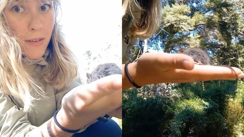 Prende in mano il topo dell’Hantavirus e pubblica il video su TikTok: “Sembrava un animaletto carino”