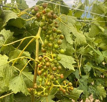 Violenta grandinata in Monferrato, danni a colture e serre