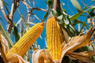Farine mais, in Italia riduzione semine 10-15% e calo rese 15-20%
