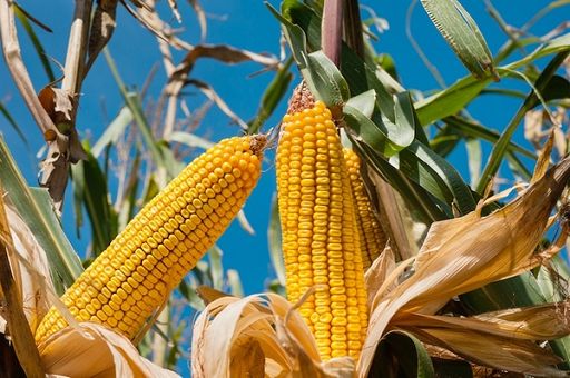 Farine mais, in Italia riduzione semine 10-15% e calo rese 15-20% Farine mais, in Italia riduzione semine 10-15% e calo rese 15-20%