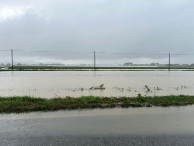 Maltempo: danni in provincia Rovigo, perdite in campo anche 100%