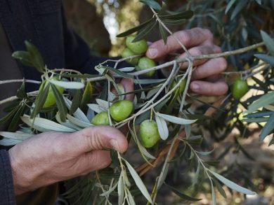 Confagri: settore olivicolo in crisi, attuare misure annunciate