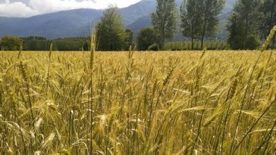 Fao: produzione e commercio mondiale cereali in calo in 2026-27