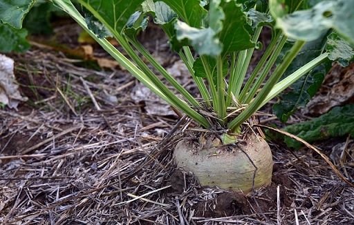 Battistoni (Fi): tutelare produzione di zucchero italiano