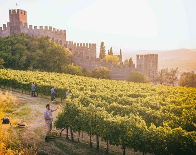 Vino, Consorzio: al via seconda fase del “Progetto Identità Soave”