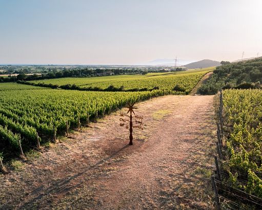 Vino, HyperMaremma porta da Monteverro “L’Albero della Maremma”