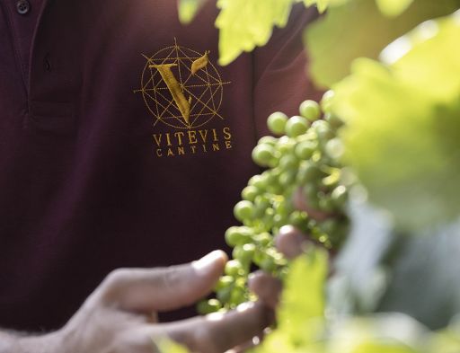 Vitevis punta su droni e AI per una viticoltura più precisa