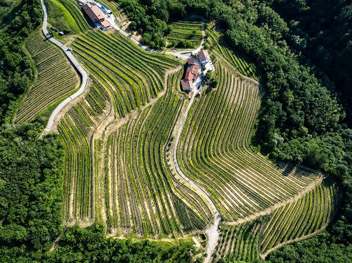 Tenuta Stella lancia concorso fotografico su biodiversità del Collio