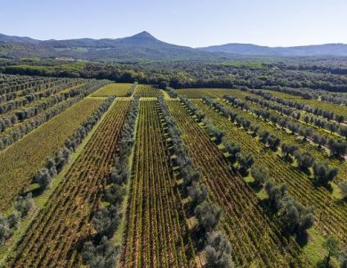 Vino, Poggio Al Tesoro affida gli Usa a Prestige Beverage Group