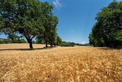 Coldiretti: Comm. Confcooperative in Cun grano duro va escluso