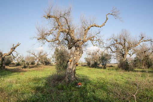 Dopo la Xylella Vaia ridà vita al legno degli ulivi pugliesi con Olive Matter