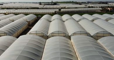 Cons. Pachino Igp a Governo: servono strutturali o crisi filiera