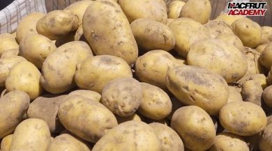 Patata Bologna Dop: superfici stabili e ottimismo su produzione