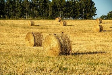 Coldiretti: bene misure Cdm per caldo, 500mila persone nei campi