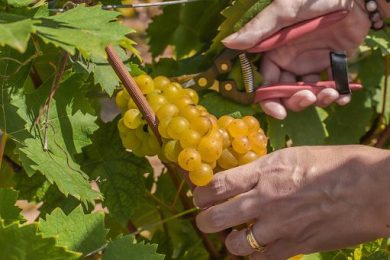 Consorzio Asti Docg: proposta rese a 85 q/ha nella prossima vendemmia
