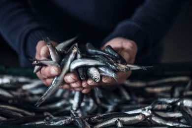 Domani a Bruxelles convegno Coldiretti su futuro pesca italiana
