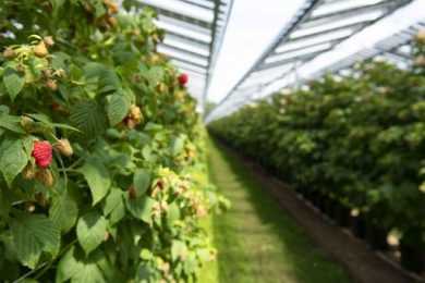 Confagri Mantova: no al maxi impianto agrivoltaico a Ceresara
