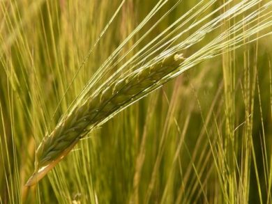 Confagri Mantova: raccolta cereali, quotazione 2026 troppo basse