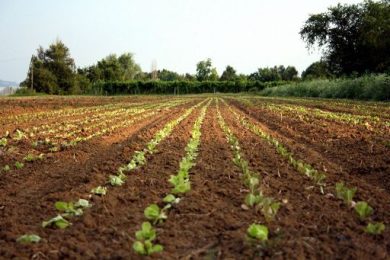 Ismea: Generazione Terra, 256 domande di giovani per 115 milioni