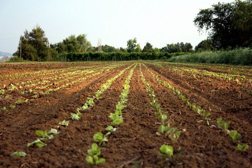 Ismea: Generazione Terra, 256 domande di giovani per 115 milioni