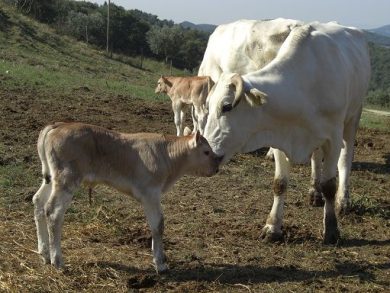 Confagri Verona: caldo anomalo, grave situazione per colture
