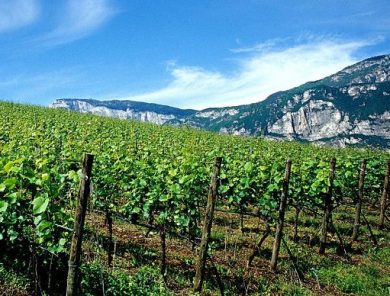 Provincia Trento: 1,4 mln per ristrutturare vigne per campagna 2026-27