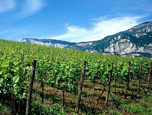 Provincia Trento: 1,4 mln per ristrutturare vigne per campagna 2026-27