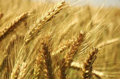 Agricoltura, Masaf conferma “Spiga verde” a 3 comuni abruzzesi
