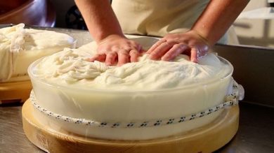 Entra nel vivo la produzione della Fontina Dop Alpeggio