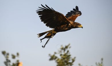 Le aquile volano alto, ma vedono bene