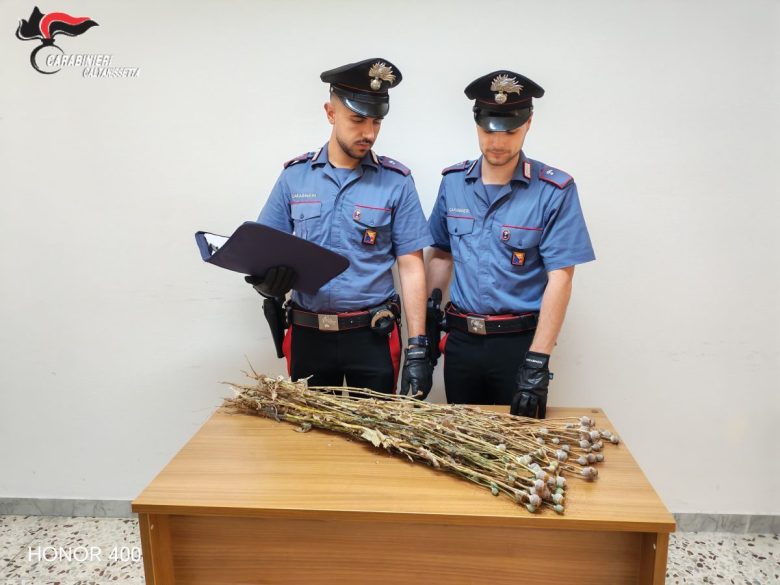 VIDEO | Scoperta nel Messinese coltivazione di papavero da oppio, sequestrate più di 700 piante
