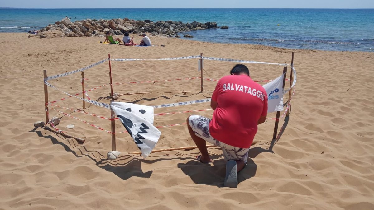 “Caretta Caretta” protagoniste indiscusse delle spiagge siciliane “Caretta Caretta” protagoniste indiscusse delle spiagge siciliane