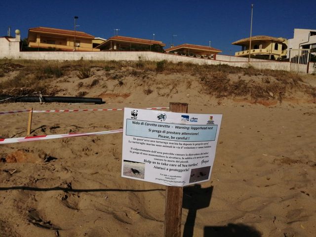 “Caretta Caretta” protagoniste indiscusse delle spiagge siciliane “Caretta Caretta” protagoniste indiscusse delle spiagge siciliane