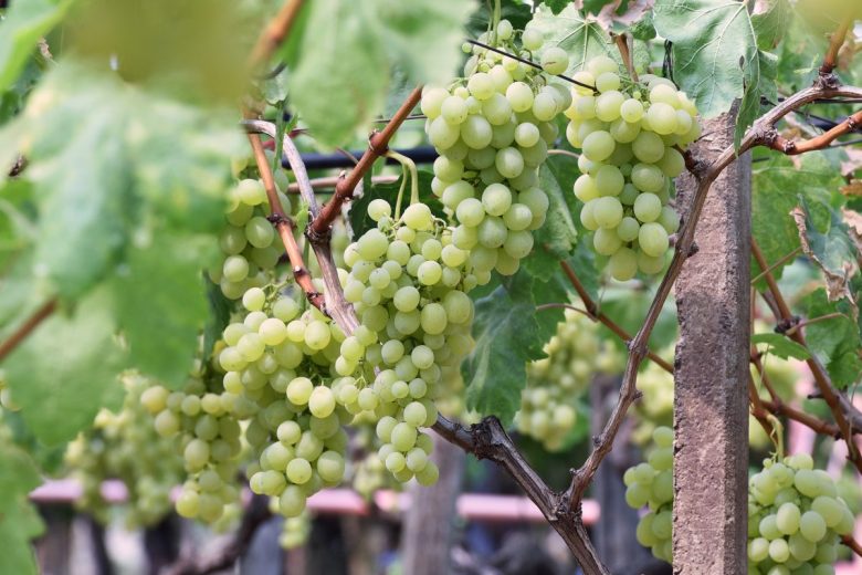 Vendemmia verde, sette milioni di euro per più di mille produttori vitivinicoli siciliani: pubblicati i nomi