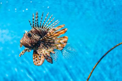 Il pesce scorpione nelle acque della Sicilia: ecco cos’è e i potenziali pericoli per uomo e ambiente marino