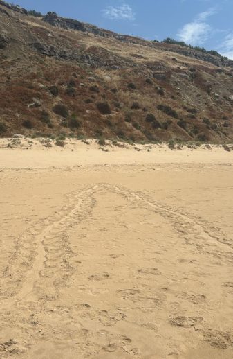 “Caretta Caretta” protagoniste indiscusse delle spiagge siciliane “Caretta Caretta” protagoniste indiscusse delle spiagge siciliane