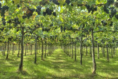 La Sicilia del vino cresce e ha tutto per competere, ma la produzione veneta vale ancora 10 volte di più