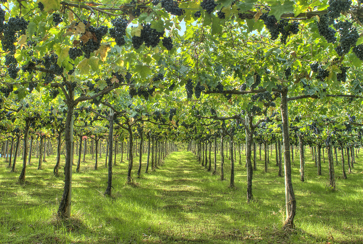La Sicilia del vino cresce e ha tutto per competere, ma la produzione veneta vale ancora 10 volte di più La Sicilia del vino cresce e ha tutto per competere, ma la produzione veneta vale ancora 10 volte di più