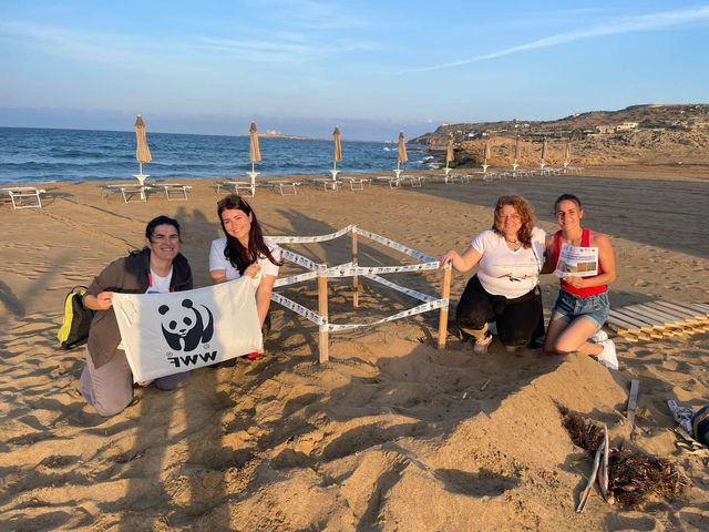 “Caretta Caretta” protagoniste indiscusse delle spiagge siciliane “Caretta Caretta” protagoniste indiscusse delle spiagge siciliane