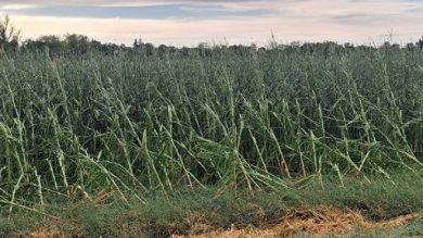 Da grandinate di ieri danni pesanti ad agricoltura nel vicentino