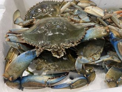 Agci: cefali predano larve granchio blu, può essere strategia