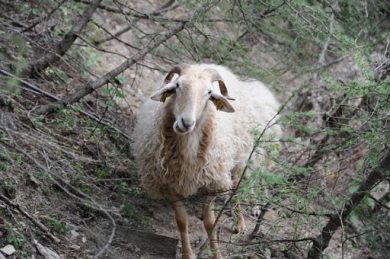 Slow Food Italia a R. Liguria: tutelare pecora Brigasca e pascoli