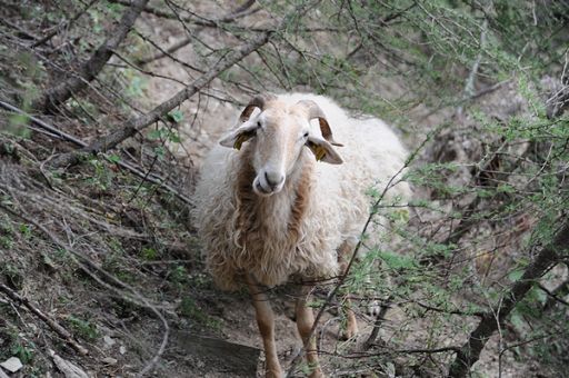 Slow Food Italia a R. Liguria: tutelare pecora Brigasca e pascoli